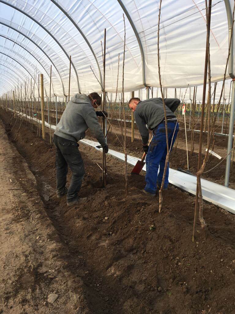 Plantning af kirsebærtræer